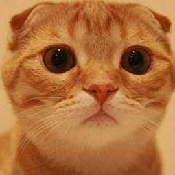 ss电脑可以用手机不能用